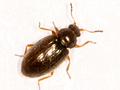 Corticarina minuta